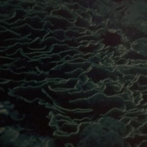 Meet your Posher, Angel